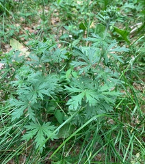 Potentilla argentea