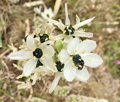 Ornithogalum arabicum
