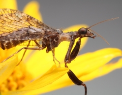 Plega dactylota
