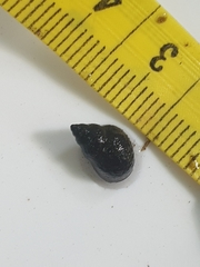 Bithynia tentaculata