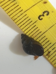 Bithynia tentaculata