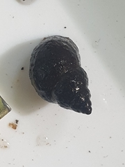 Bithynia tentaculata