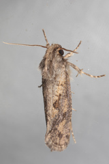Acrolophus piger