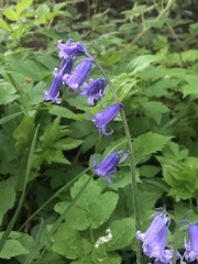 Hyacinthoides non-scripta