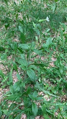 Silene latifolia alba