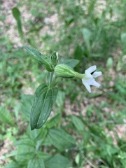Silene latifolia alba