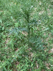 Carduus acanthoides