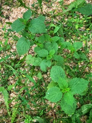 Ballota nigra