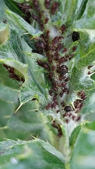 Uroleucon jaceae
