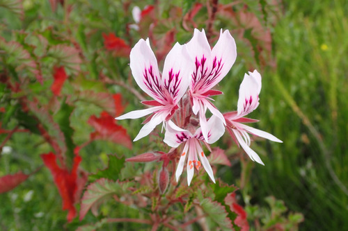 Pelargonium cordifolium