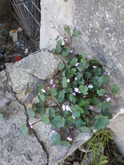 Cymbalaria muralis