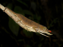 Blade Chameleon photo 2