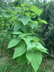 Catalpa