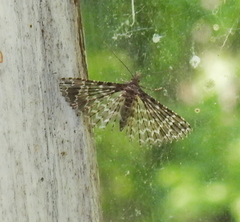 Alucita desmodactyla