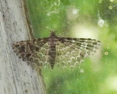 Alucita desmodactyla