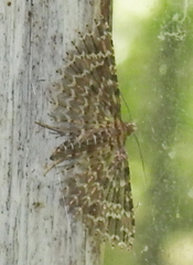 Alucita desmodactyla