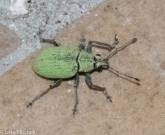 Litostylus marginicollis
