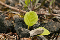 Pyrola rotundifolia