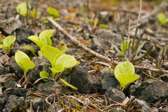 Pyrola rotundifolia