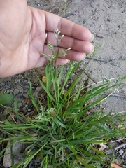 Poa annua