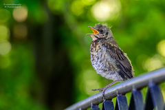 Turdus pilaris