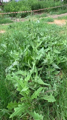 Cichorium intybus