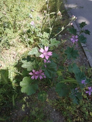 Malva erecta