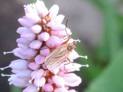 Empis digramma