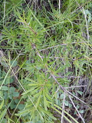 Rhamnus erythroxyloides