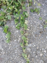 Veronica hederifolia