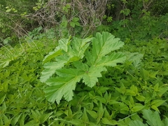 Heracleum sosnowskyi