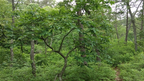 Allegheny Chinquapin