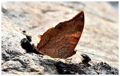 Charaxes psaphon