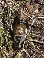 Cyphoderris