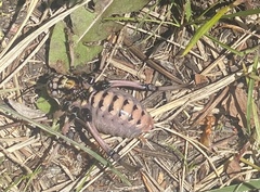 Cyphoderris
