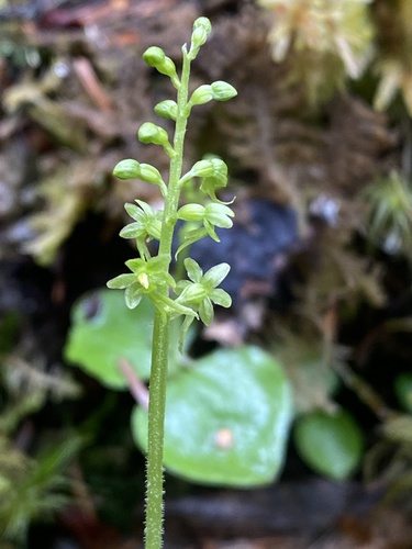 Heartleaf Twayblade