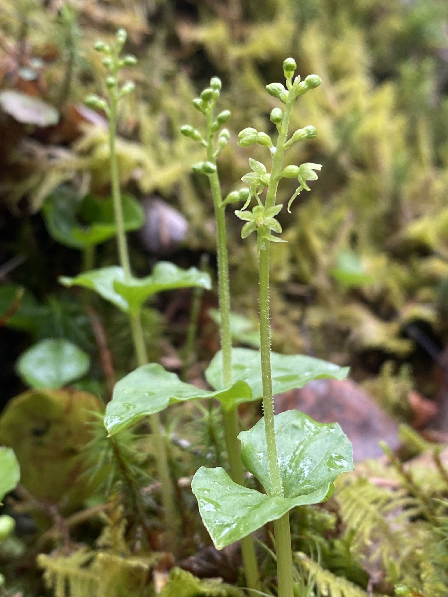 Neottia cordata