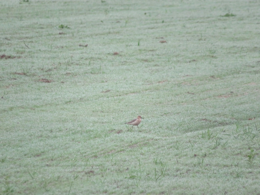 Buff-breasted Sandpiper