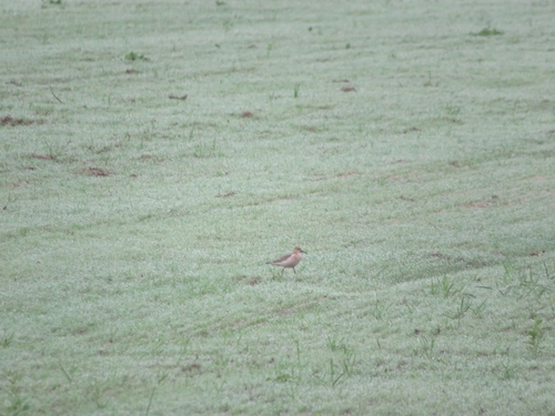 Calidris subruficollis