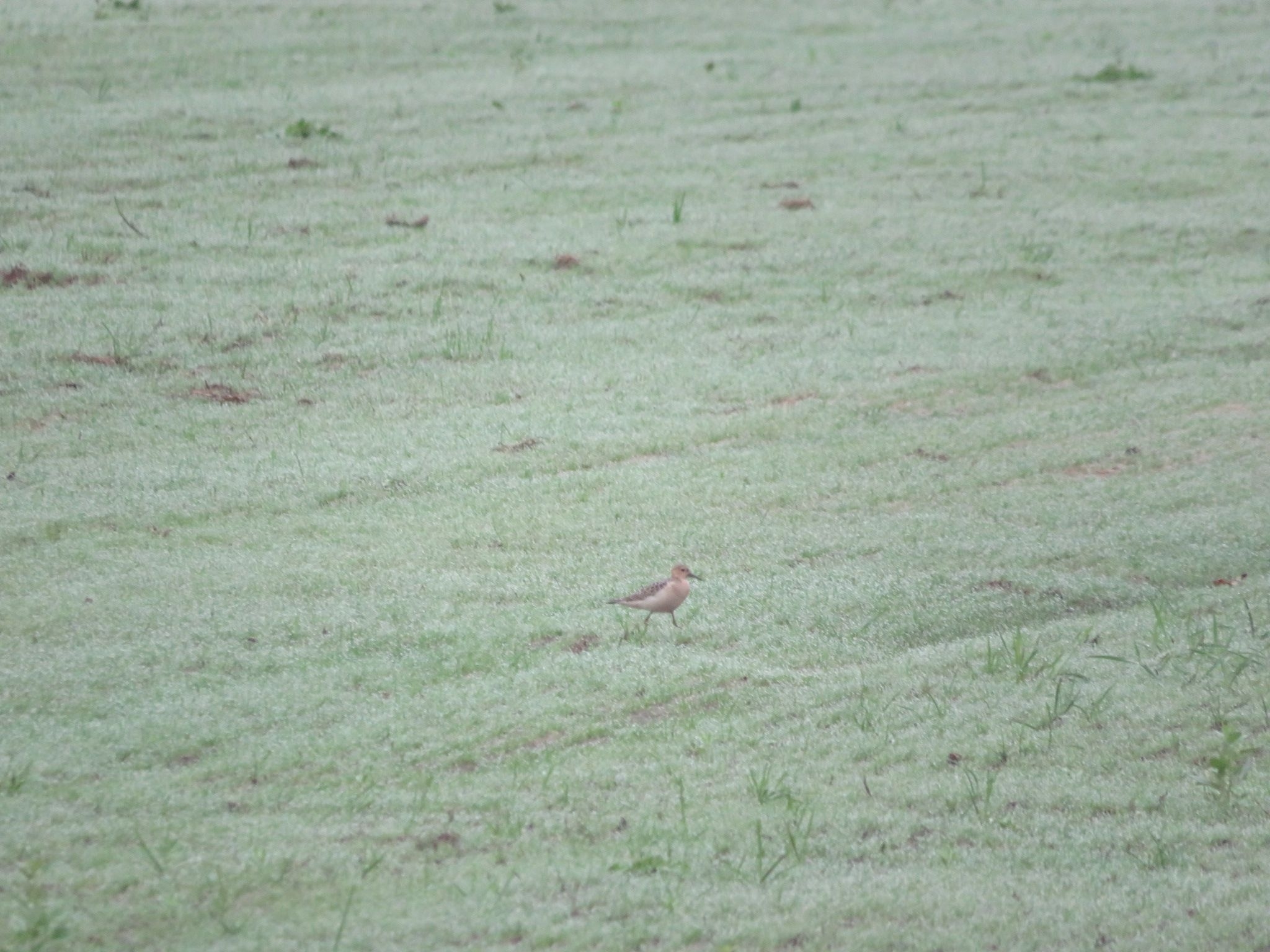 Buff-breasted Sandpiper