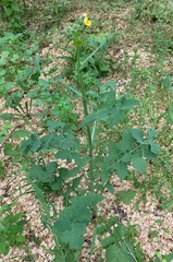 Sonchus oleraceus