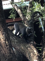 Cercopithecus mitis kolbi