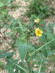 Sonchus oleraceus