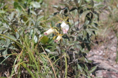 Galeandra