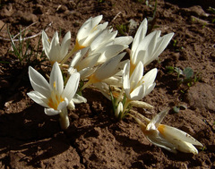 Crocus ochroleucus