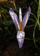 Crocus cancellatus