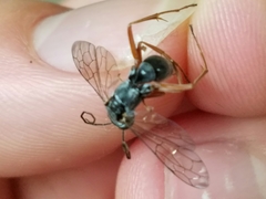 Auplopus mellipes