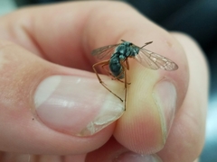 Auplopus mellipes
