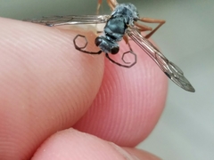 Auplopus mellipes