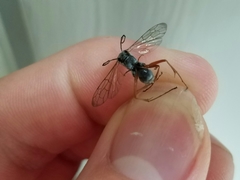 Auplopus mellipes